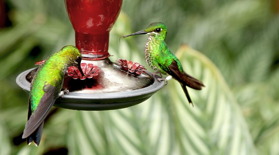 A pair of humming birds at Barra Honda National Park where Projects Abroad Conservation volunteers work in Costa Rica. Two humming birds drinking nectar at Projects Abroad's Conservation volunteer placement in Costa Rica.